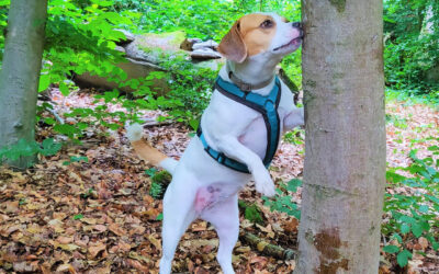 Der Leberwurstbaum – Beschäftigung für unterwegs