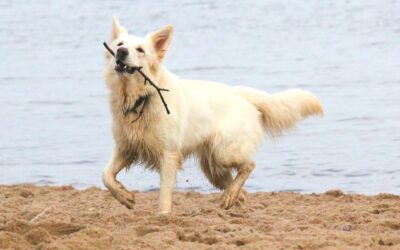 7 simple Abkühlungs-Tipps für Deinen Hund