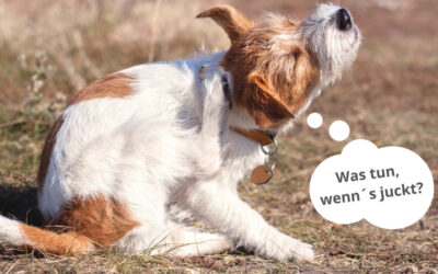 Hilfe, es juckt! Herbstgrasmilben