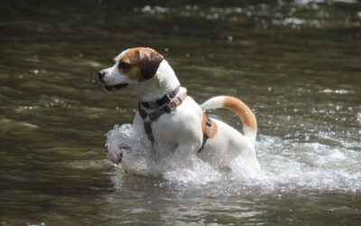 4 Badestellen für Deinen Hund in und um Solingen