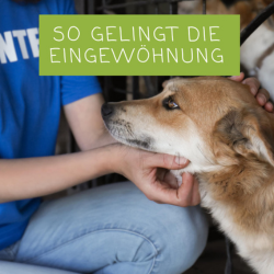 Neues Zuhause, neues Glück: So gelingt die Eingewöhnung deines Tierschutzhundes