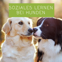 Soziales Lernen: Wie dein Fellfreund von anderen lernt und du es fürs Training nutzt