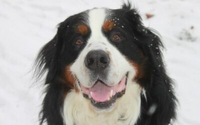 Mein erster Hund Elmo ❤ & die schwerste Entscheidung meines Lebens