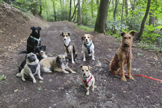 hundegruppe-job-gassiservice