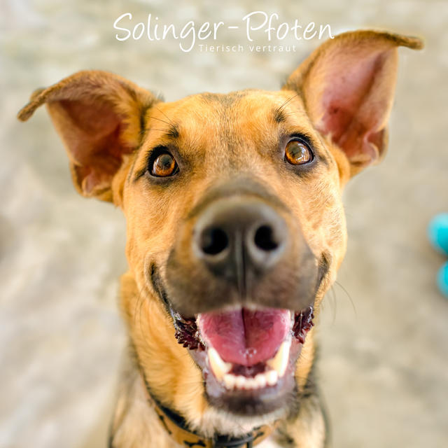 Hund schaut in Kamera