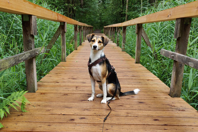 Hund auf Brücke