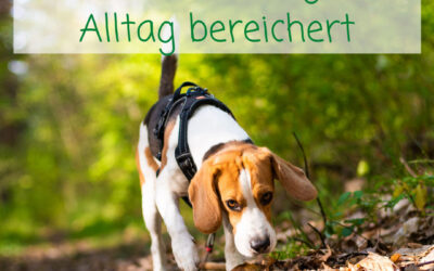 Wie Mantrailing das Hundeleben bereichert