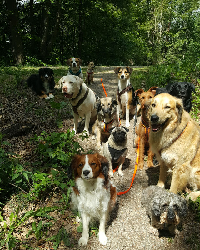 Hundegruppe beim Gassi-Service