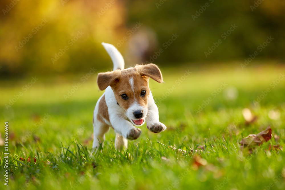 AdobeStock_180636964_Preview
