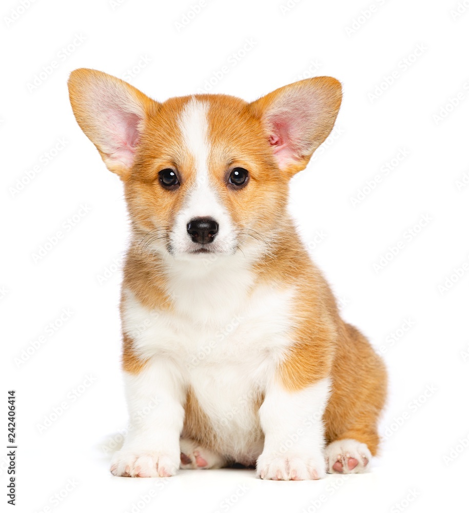 AdobeStock_242406414_Preview