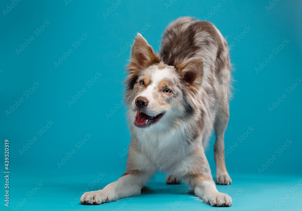 AdobeStock_439320319_Preview