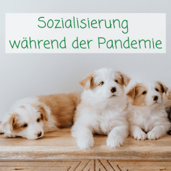 Hunde-Sozialisierung während der Pandemie: Wie der Gassi-Service helfen kann