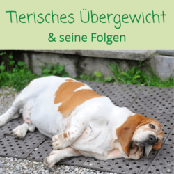 Übergewicht & seine Folgen für dein Tier