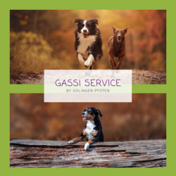 Das erlebt und lernt dein Hund im Gassi-Service – Teil 1