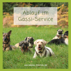 Gassi-Service Solingen: Ein Blick hinter die Kulissen