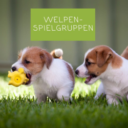 Warum wir keine Welpenspielgruppen anbieten