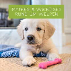 Mythen und wichtige Informationen rund um Welpen