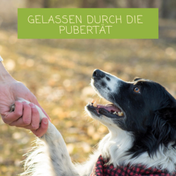 Vierbeiniger Teenager? So kommst du mit deinem Hund durch die Pubertät