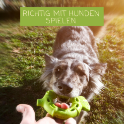 Richtig spielen mit Hund: So motivierst du deinen Vierbeiner